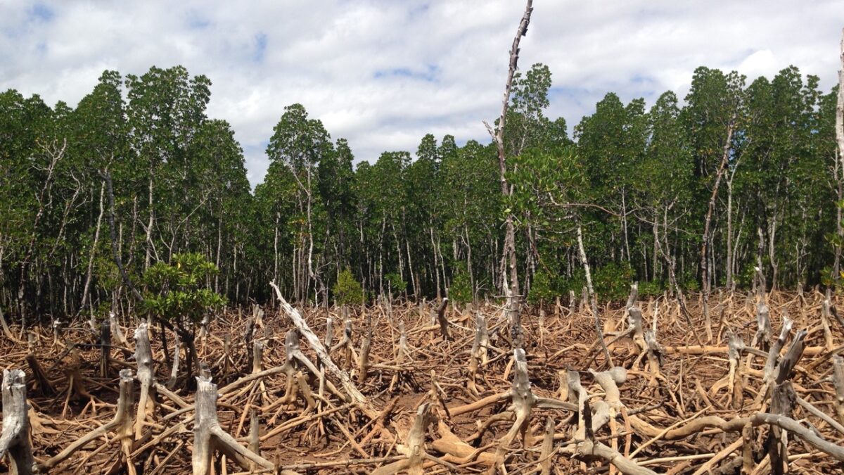 How to Name a Tree with Richard Layzell