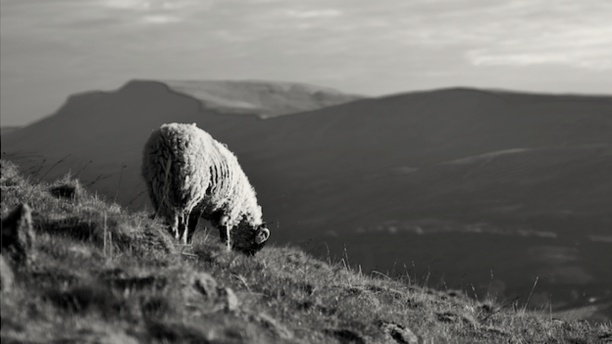 Tone presents Craven Faults